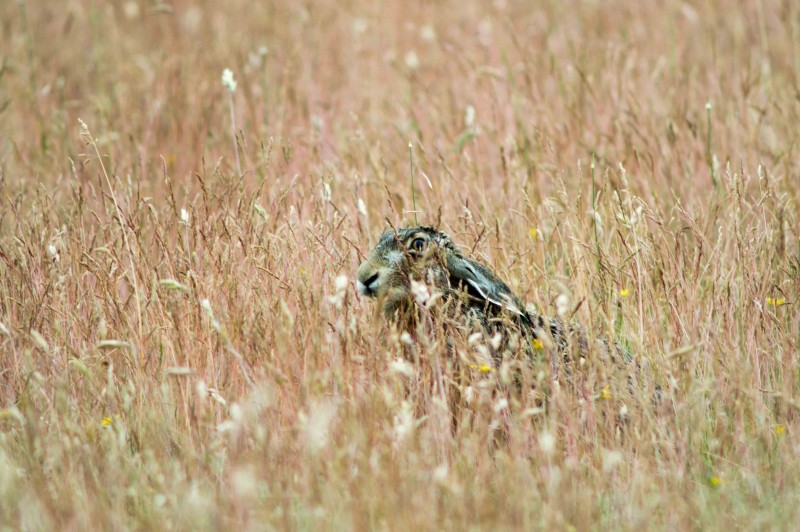 A sasok egyik leggyakoribb tápláléka: A mezei nyúl (Fotó: Golen Gerhárd)