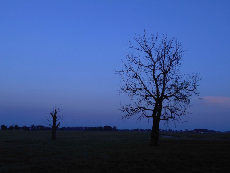 Esti kép - A tábor egyik száraz fáját azóta már kicsavarta a vihar (Fotó: Kovács Attila)
