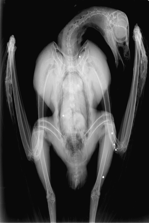 A röntgenfelvételen jól láthatóak a testbe fúródott sörétek (Fotó: Dr. Soós Endre)